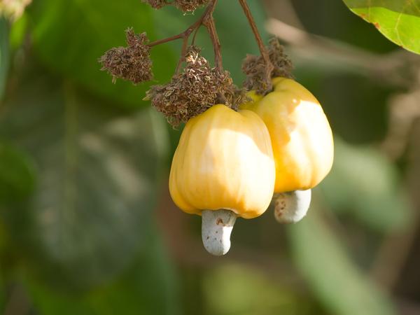<h3><a href="/trips/gambia/biota/plantae/tracheophyta/magnoliopsida/sapindales/anacardiaceae/anacardium occidentale/anacardium occidentale-nl.html">Anacardium&nbsp;occidentale</a> / Cashew / Acajoeboom</h3>OM-1 Mark II met OLYMPUS M.150-400mm F4.5, 1/2000 sec  bij F4.5, ISO 2500, afstand 6.52&nbsp;m